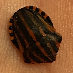 Graphosoma