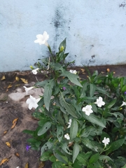 Ruellia simplex