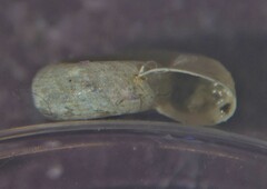 Gyraulus albus