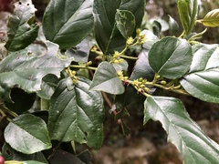 Rhamnus formosana
