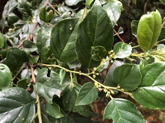 Rhamnus formosana