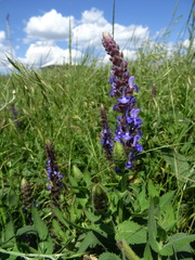 Salvia deserta