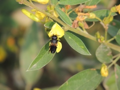 Megachile conjuncta