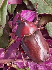 Trypoxylus dichotomus tsunobosonis