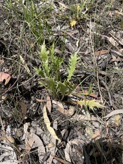Eryngium vesiculosum