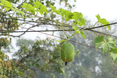 Cucumis melo