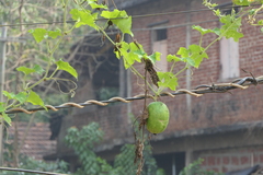 Cucumis melo