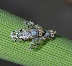 Tephritis stictica