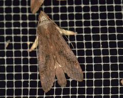 Nystalea superciliosa