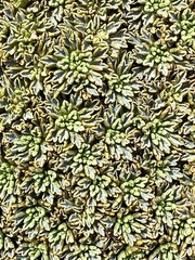 Bolax gummifera
