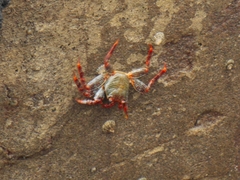 Grapsus adscensionis