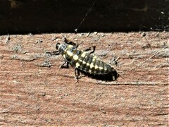 Coccinellinae