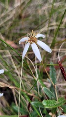 Olearia erubescens