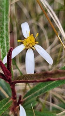 Olearia erubescens