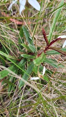 Olearia erubescens