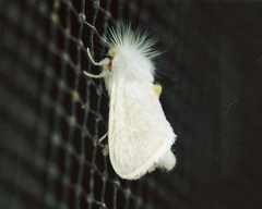 Norape variabilis