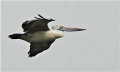 Pelecanus philippensis