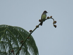 Elaenia flavogaster