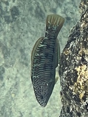 Thalassoma trilobatum