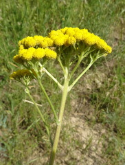 Handelia trichophylla