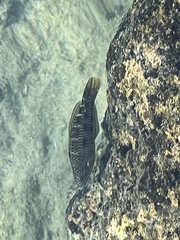 Thalassoma trilobatum