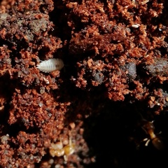 Platyarthrus hoffmannseggii