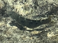 Thalassoma trilobatum
