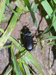 Nebria