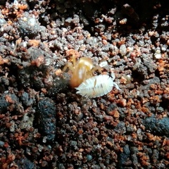 Platyarthrus hoffmannseggii