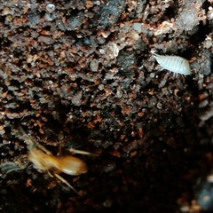 Platyarthrus hoffmannseggii