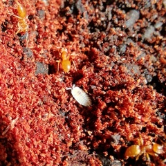 Platyarthrus hoffmannseggii