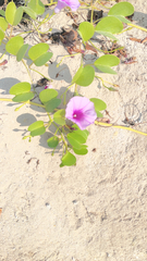 Ipomoea pes-caprae