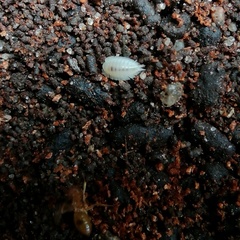 Platyarthrus hoffmannseggii