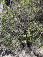 Melaleuca decussata
