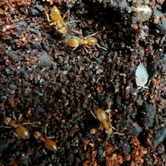 Platyarthrus hoffmannseggii