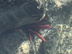 Heterocentrotus mamillatus