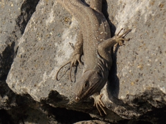 Gallotia galloti