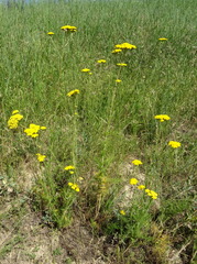 Handelia trichophylla