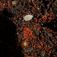 Platyarthrus hoffmannseggii