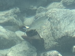 Caranx melampygus