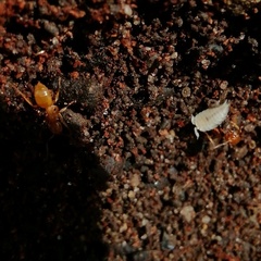 Platyarthrus hoffmannseggii