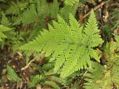 Parapolystichum microsorum