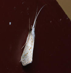 Asmicridea edwardsii