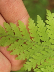 Parapolystichum microsorum