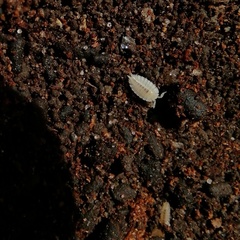 Platyarthrus hoffmannseggii