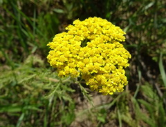 Achillea arabica