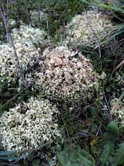Cladonia strepsilis