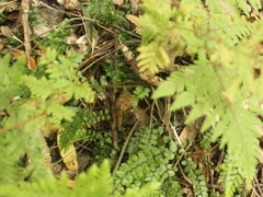 Parapolystichum microsorum