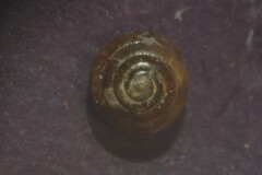 Euconulus alderi