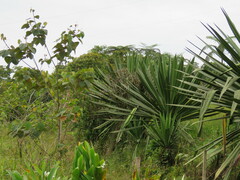 Furcraea andina
